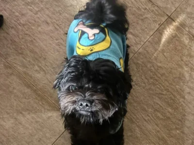 Apolo: cachorro desaparece no Vida Nova; família pede ajuda
