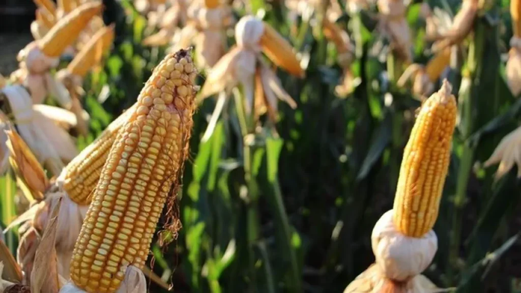 Colheita de milho em MS atinge 823 mil hectares, mas segue atrasada
