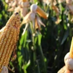 Colheita de milho em MS atinge 823 mil hectares, mas segue atrasada