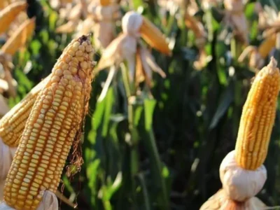 Colheita de milho em MS atinge 823 mil hectares, mas segue atrasada