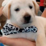 Pet shop é condenado a indenizar por vender labrador 'fake