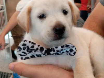 Pet shop é condenado a indenizar por vender labrador 'fake