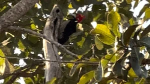 Pica-pau surge na Chácara dos Poderes em Campo Grande
