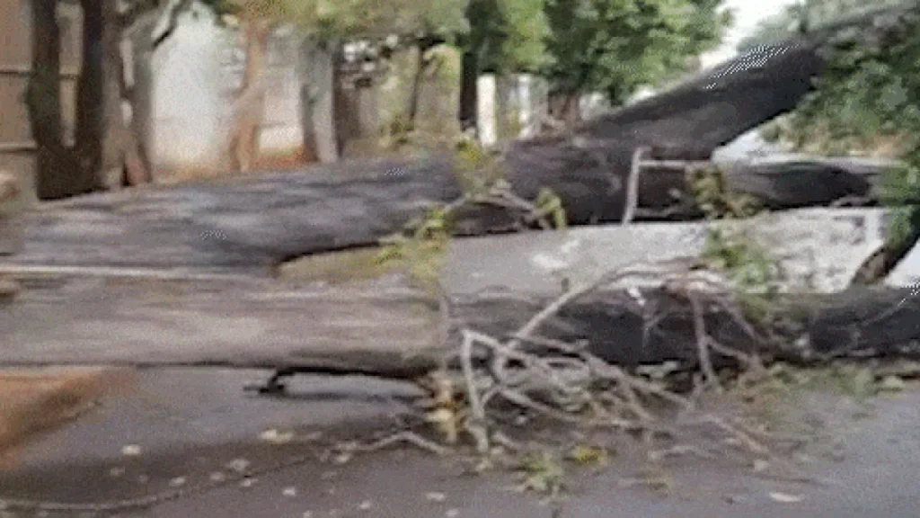 Temporal derruba árvore e bloqueia rua em Campo Grande por 24h