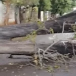 Temporal derruba árvore e bloqueia rua em Campo Grande por 24h