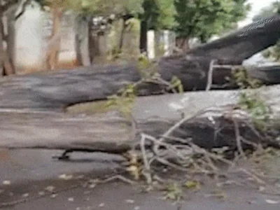 Temporal derruba árvore e bloqueia rua em Campo Grande por 24h